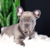 Image of Captain, a French Bulldog puppy