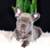 Image of Captain, a French Bulldog puppy