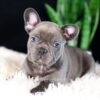 Image of Captain, a French Bulldog puppy