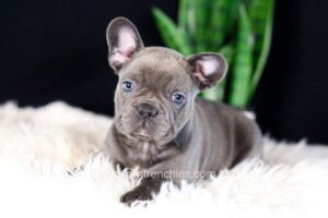 Image of Captain, a French Bulldog puppy