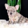 Image of Cheerio, a French Bulldog puppy