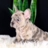 Image of Cheerio, a French Bulldog puppy