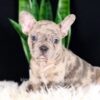 Image of Cheerio, a French Bulldog puppy