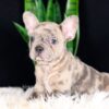 Image of Cheerio, a French Bulldog puppy