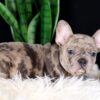 Image of Cheerio, a French Bulldog puppy