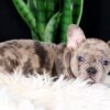 Image of Cheerio, a French Bulldog puppy