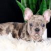 Image of Cheerio, a French Bulldog puppy