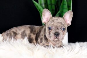 Image of Cheerio, a French Bulldog puppy