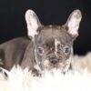 Image of Cheif, a French Bulldog puppy