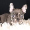 Image of Cheif, a French Bulldog puppy