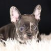 Image of Cheif, a French Bulldog puppy