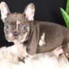 Image of Cheif, a French Bulldog puppy