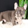 Image of Cheif, a French Bulldog puppy