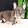 Image of Cheif, a French Bulldog puppy