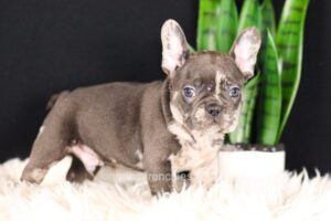 Image of Chief, a French Bulldog puppy