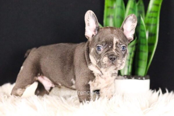 Image of Cheif, a French Bulldog puppy