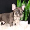 Image of Cheif, a French Bulldog puppy