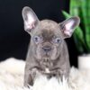 Image of Cora, a French Bulldog puppy