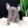 Image of Cora, a French Bulldog puppy