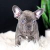 Image of Cora, a French Bulldog puppy