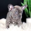 Image of Cora, a French Bulldog puppy