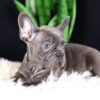 Image of Cora, a French Bulldog puppy