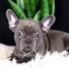 Image of Cora, a French Bulldog puppy