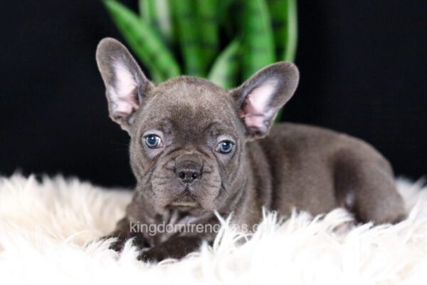 Image of Cora, a French Bulldog puppy