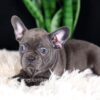 Image of Cora, a French Bulldog puppy