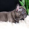 Image of Cora, a French Bulldog puppy