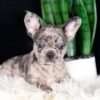 Image of Crystal, a French Bulldog puppy