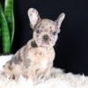 Image of Crystal, a French Bulldog puppy