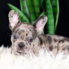 Image of Crystal, a French Bulldog puppy