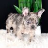 Image of Crystal, a French Bulldog puppy