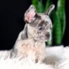 Image of Crystal, a French Bulldog puppy