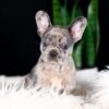 Image of Crystal, a French Bulldog puppy