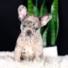 Image of Crystal, a French Bulldog puppy