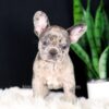 Image of Crystal, a French Bulldog puppy