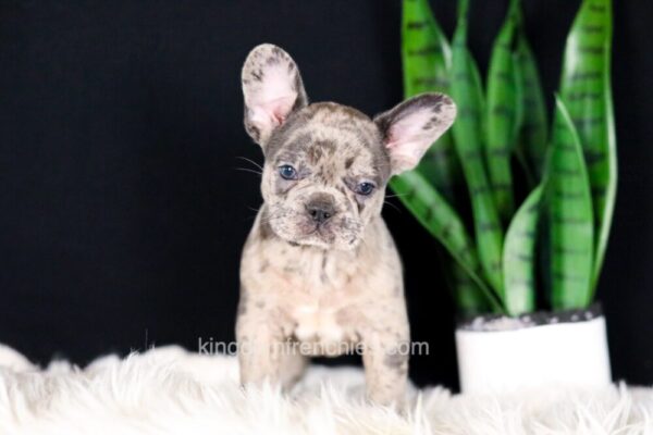 Image of Crystal, a French Bulldog puppy