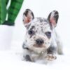 Image of Eden, a French Bulldog puppy