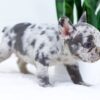 Image of Eden, a French Bulldog puppy