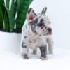 Image of Eden, a French Bulldog puppy