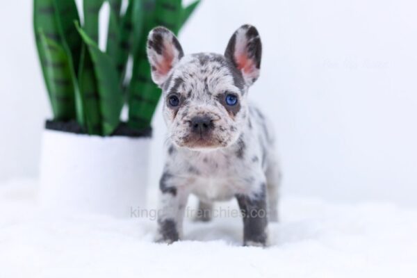 Image of Eden, a French Bulldog puppy