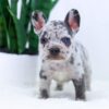 Image of Eden, a French Bulldog puppy