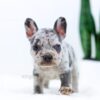 Image of Eden, a French Bulldog puppy