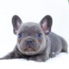 Image of Elon, a French Bulldog puppy