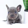 Image of Elon, a French Bulldog puppy