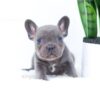 Image of Elon, a French Bulldog puppy