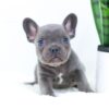 Image of Elon, a French Bulldog puppy