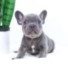 Image of Elon, a French Bulldog puppy